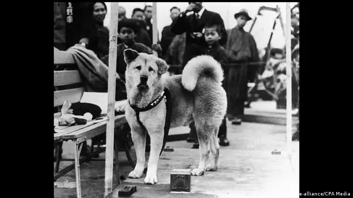 Japan Hachiko Hund 