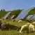 Sheep grazing near photovoltaic solar panels