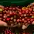 Una persona muestra en sus manos un puñado de granos de café de color rojo recien cosechado