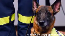 Rettungshund Kaskia verfolgt eine Pressekonferenz. Um den Opfern der schweren Erdbeben in der Türkei zu helfen, machen sich Rettungskräfte des THW (Technisches Hilfswerk) auf den Weg in das Krisengebiet. +++ dpa-Bildfunk +++