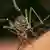 Mosquito "Aedes aegypti" picando a pele de uma pessoa