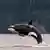 Foto mostra uma orca saltando da água, com uma floresta ao fundo