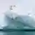 Oso polar ("Ursus maritimus") de pie sobre un iceberg flotando en el mar de Beaufort, océano Ártico.