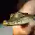 Una cría de cocodrilo, "Crocodylus acutus". (Foto de referencia) 