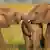 Dois elefantes africanos estão com as trombas enroscadas.
